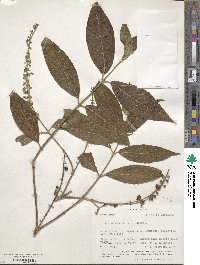 Gonzalagunia rosea image