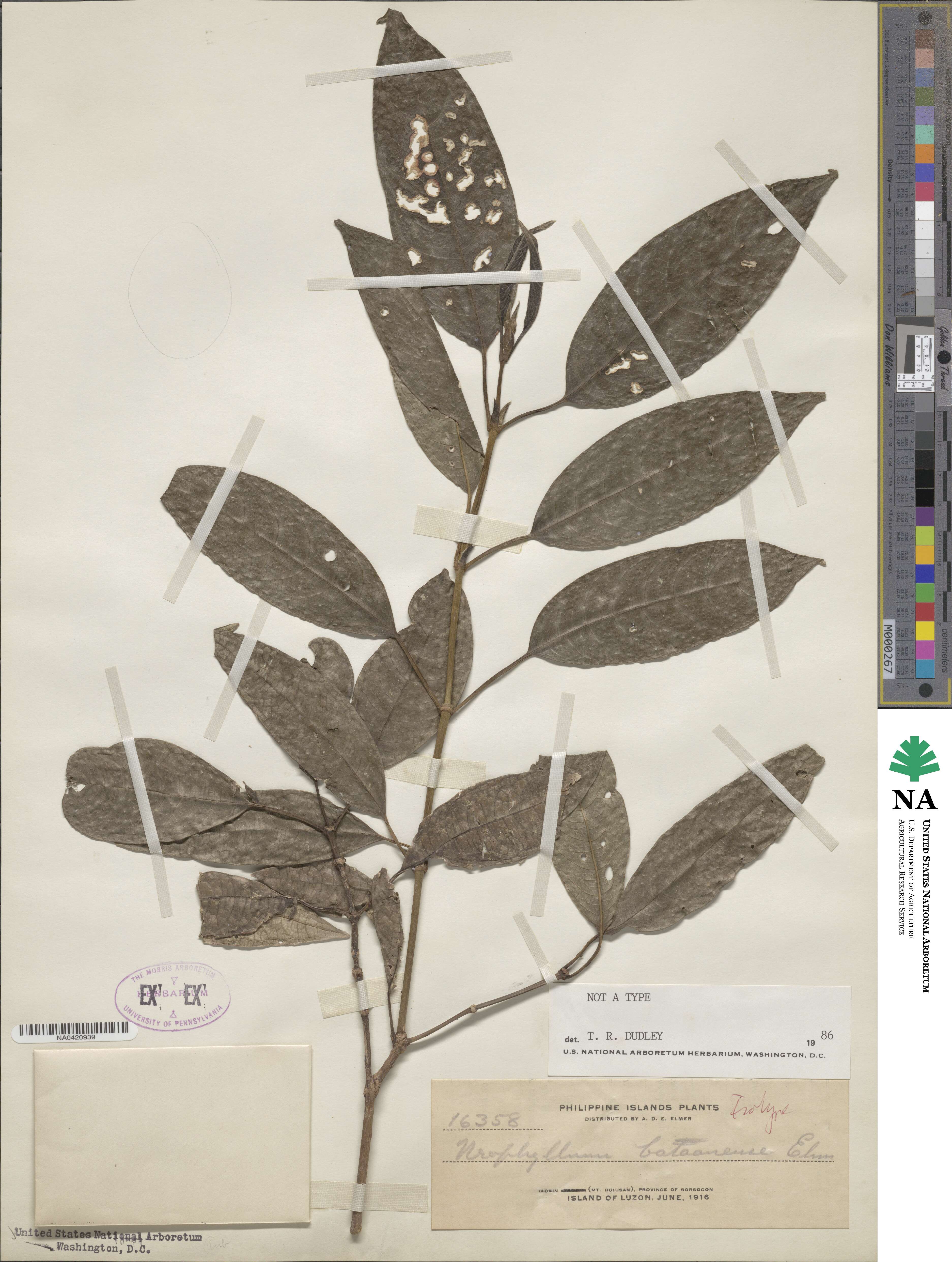 Urophyllum bataanense image