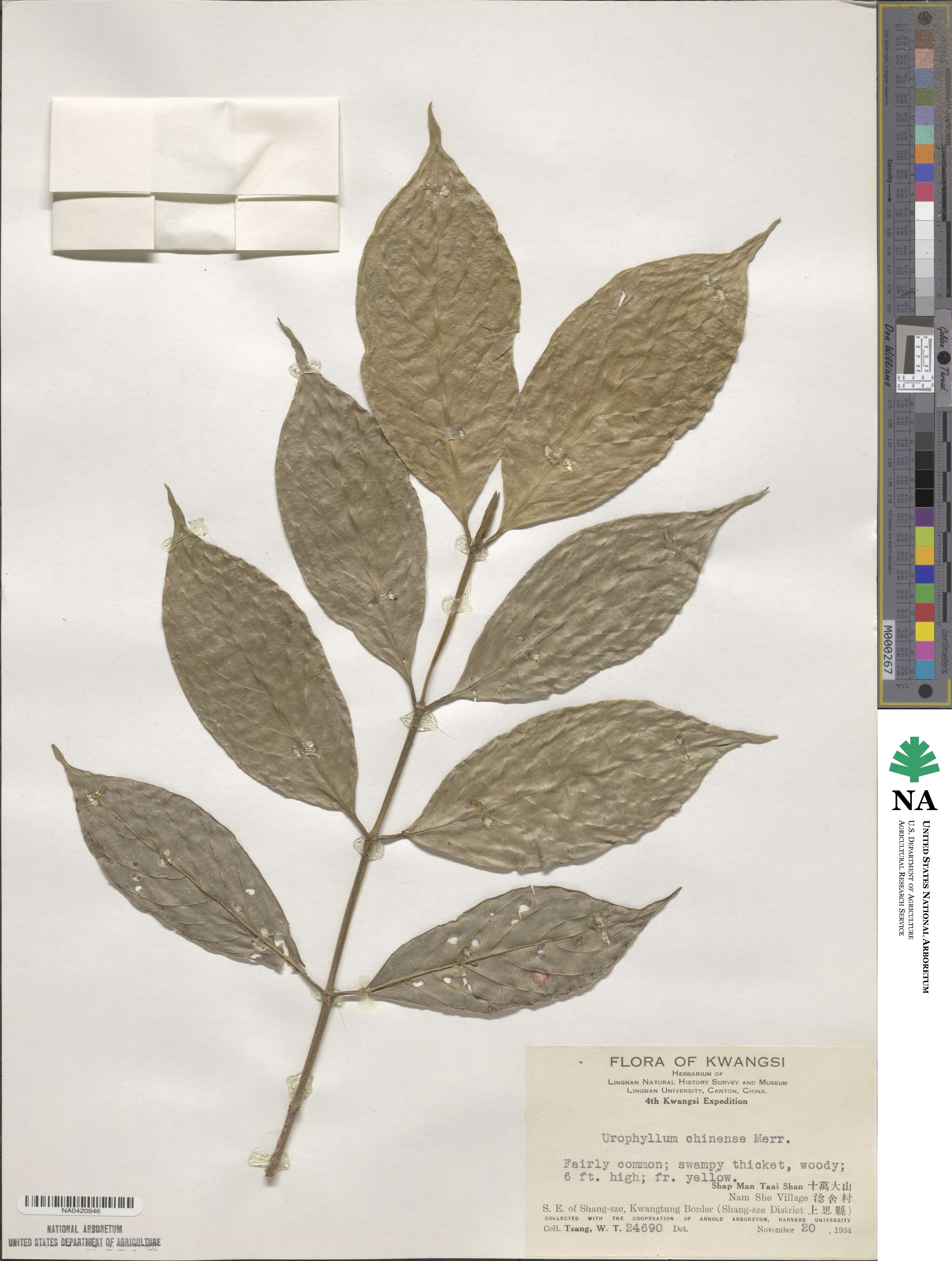 Urophyllum chinense image