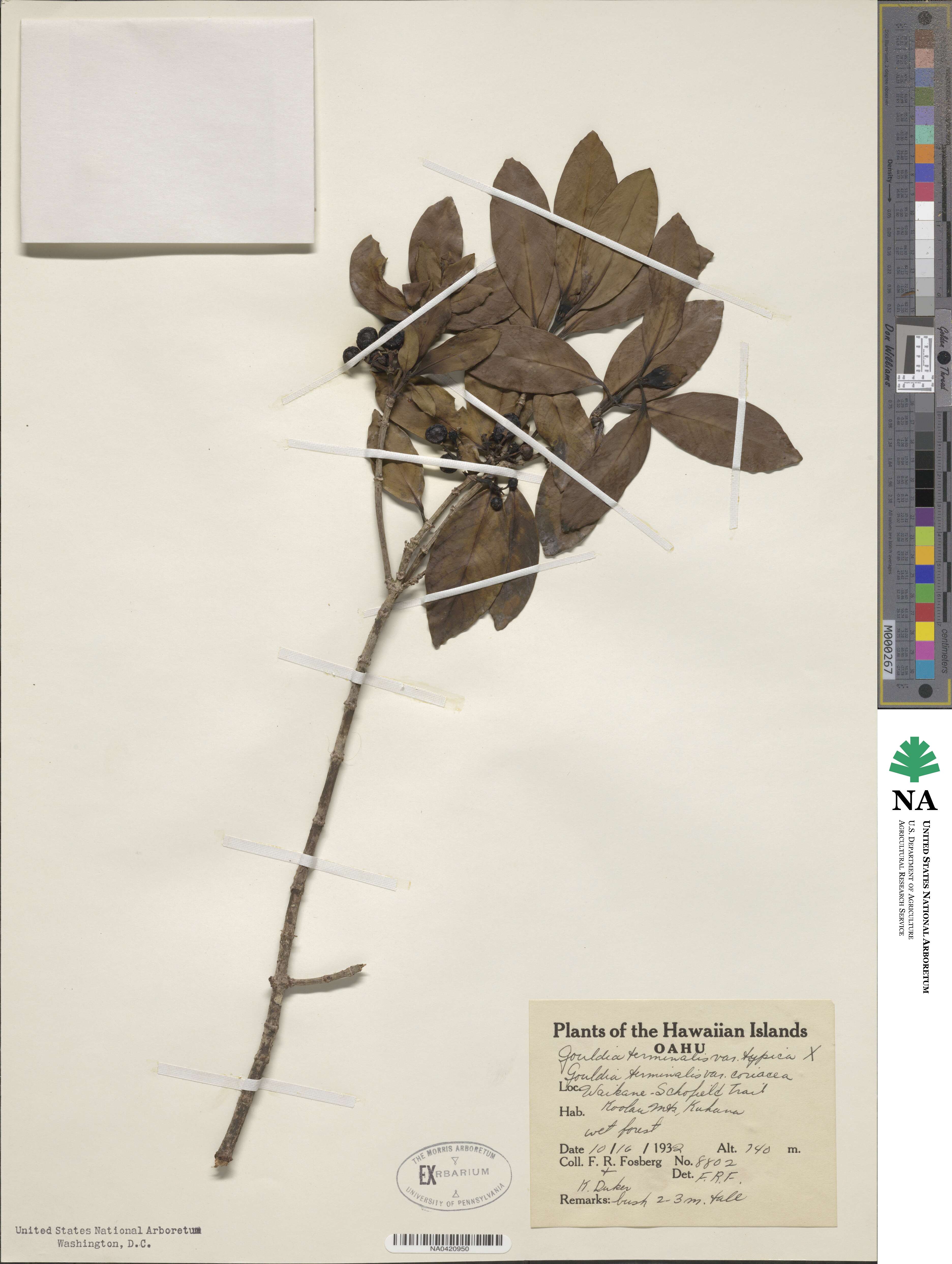 Kadua affinis image