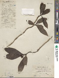 Foonchewia coriacea image