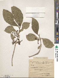 Vangueria madagascariensis image