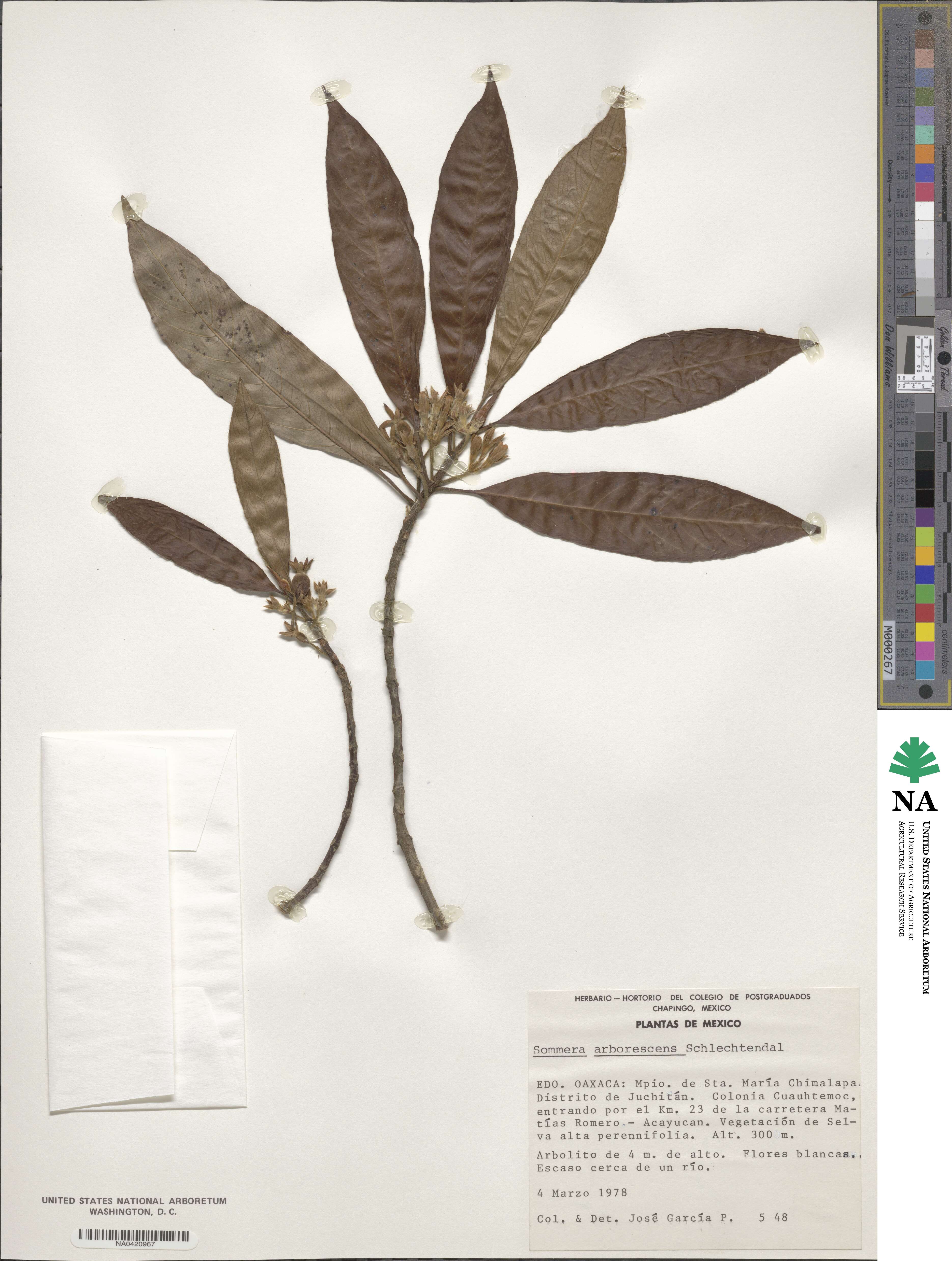 Sommera arborescens image