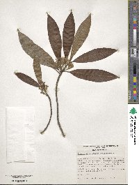 Image of Sommera arborescens