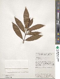 Sommera arborescens image