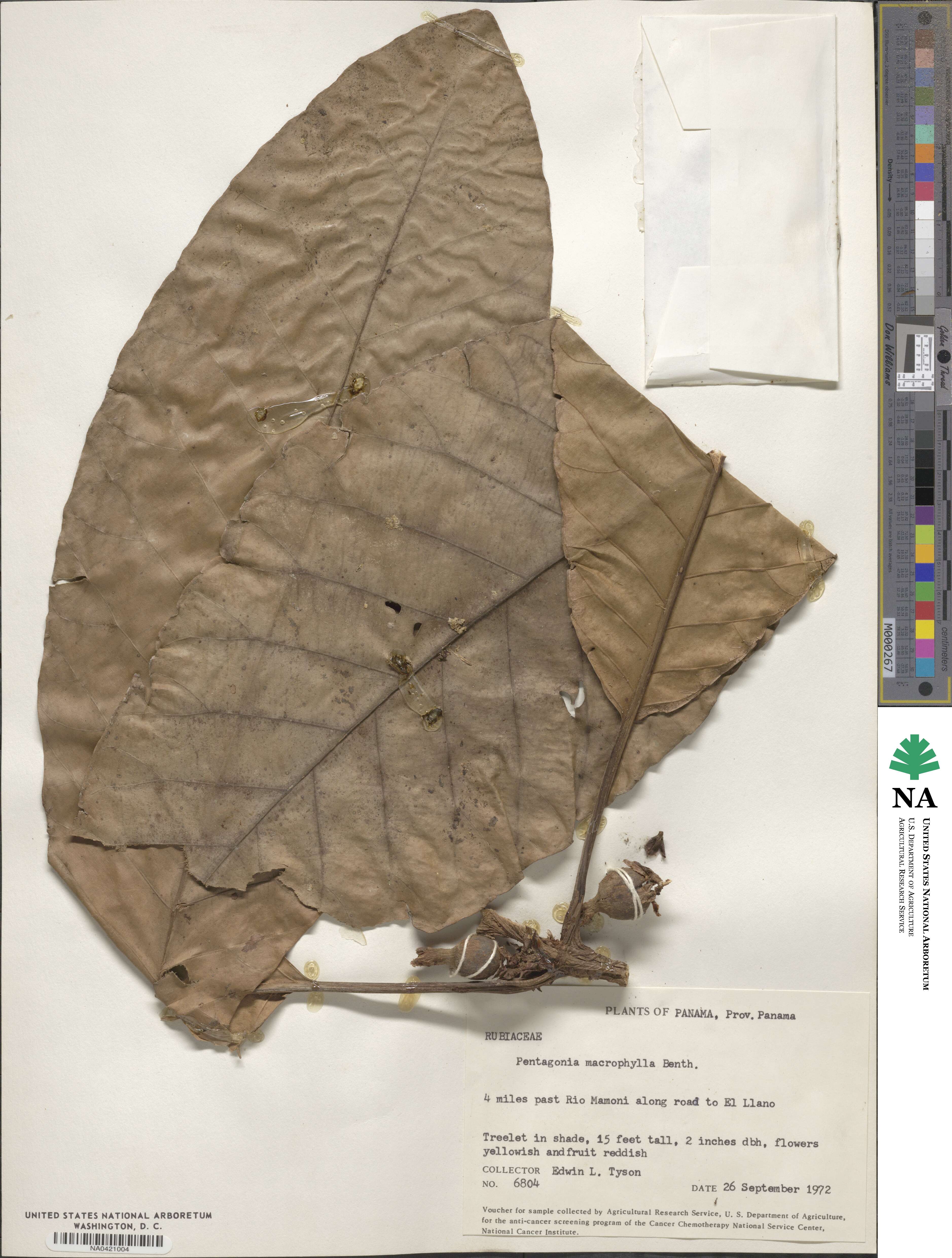 Pentagonia macrophylla image