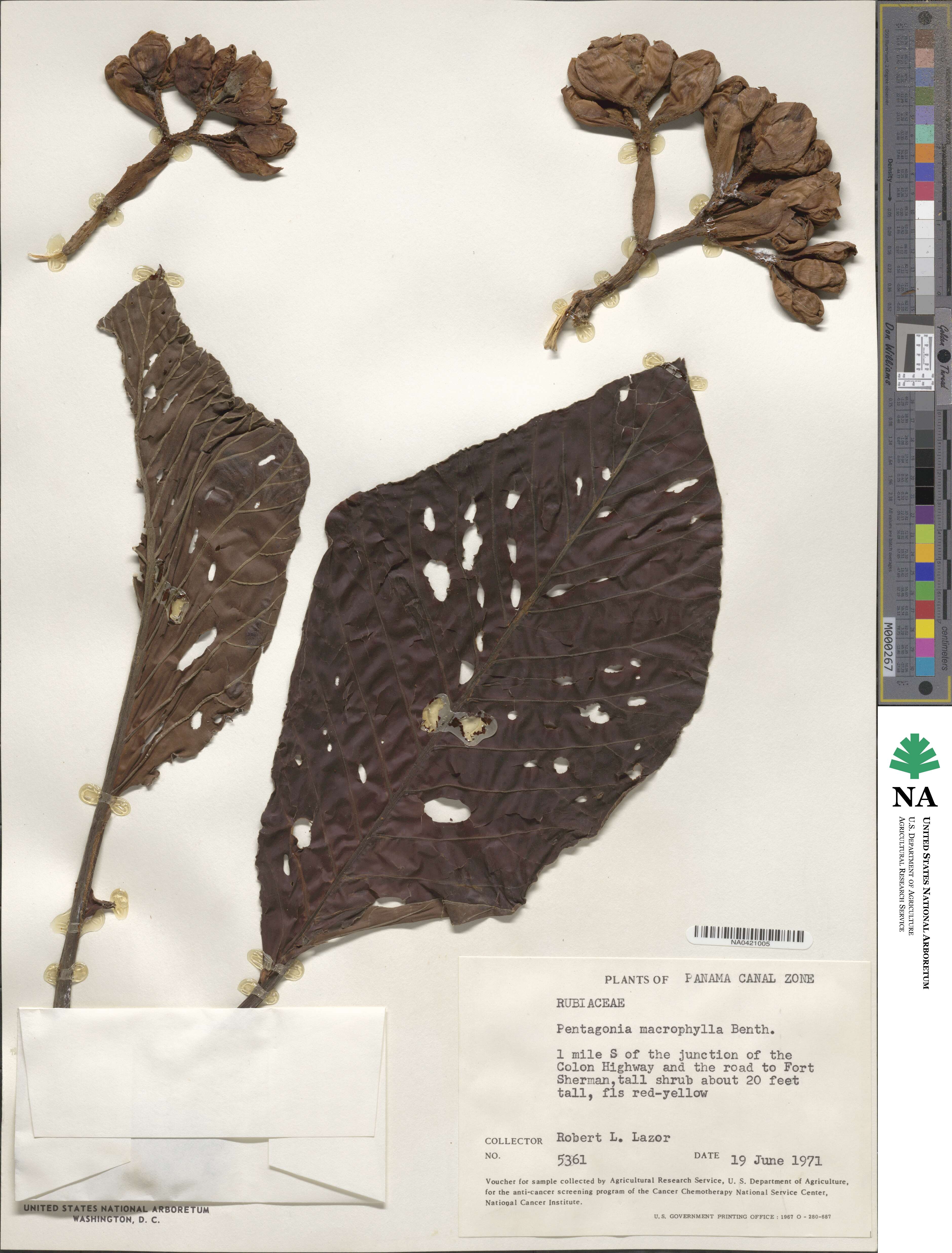 Pentagonia macrophylla image