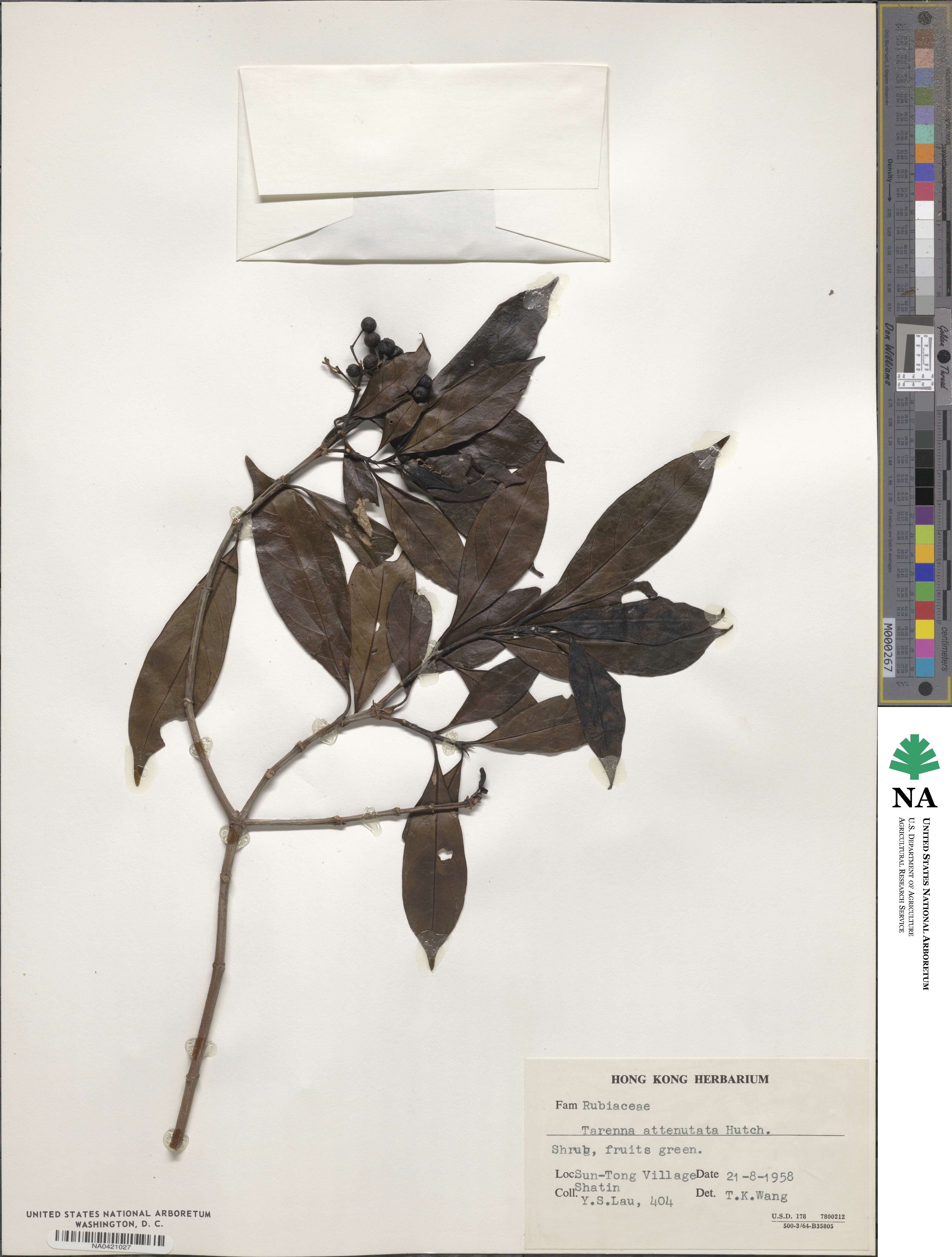 Tarenna attenuata image