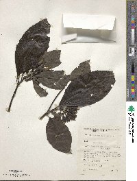 Image of Leptactina arborescens