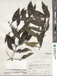 Coptosperma graveolens image