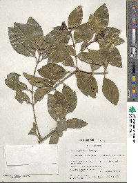 Coptosperma graveolens image