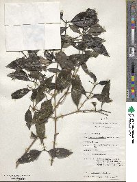 Coptosperma graveolens image