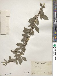 Randia aculeata image