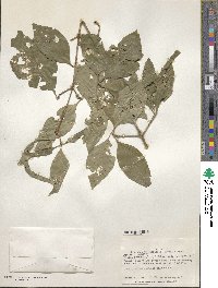 Image of Rosenbergiodendron formosum