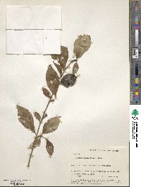 Rosenbergiodendron formosum image