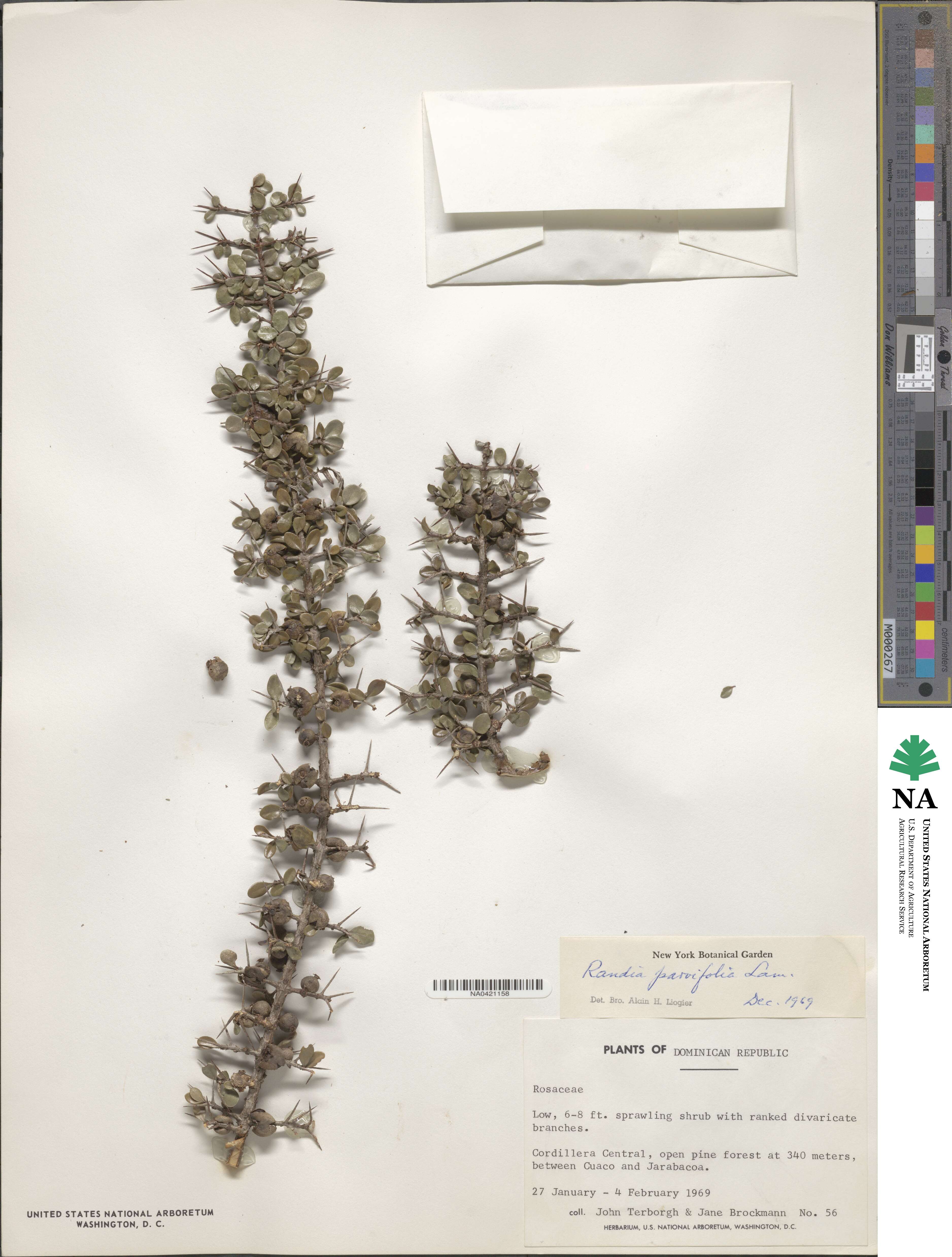 Randia parvifolia image