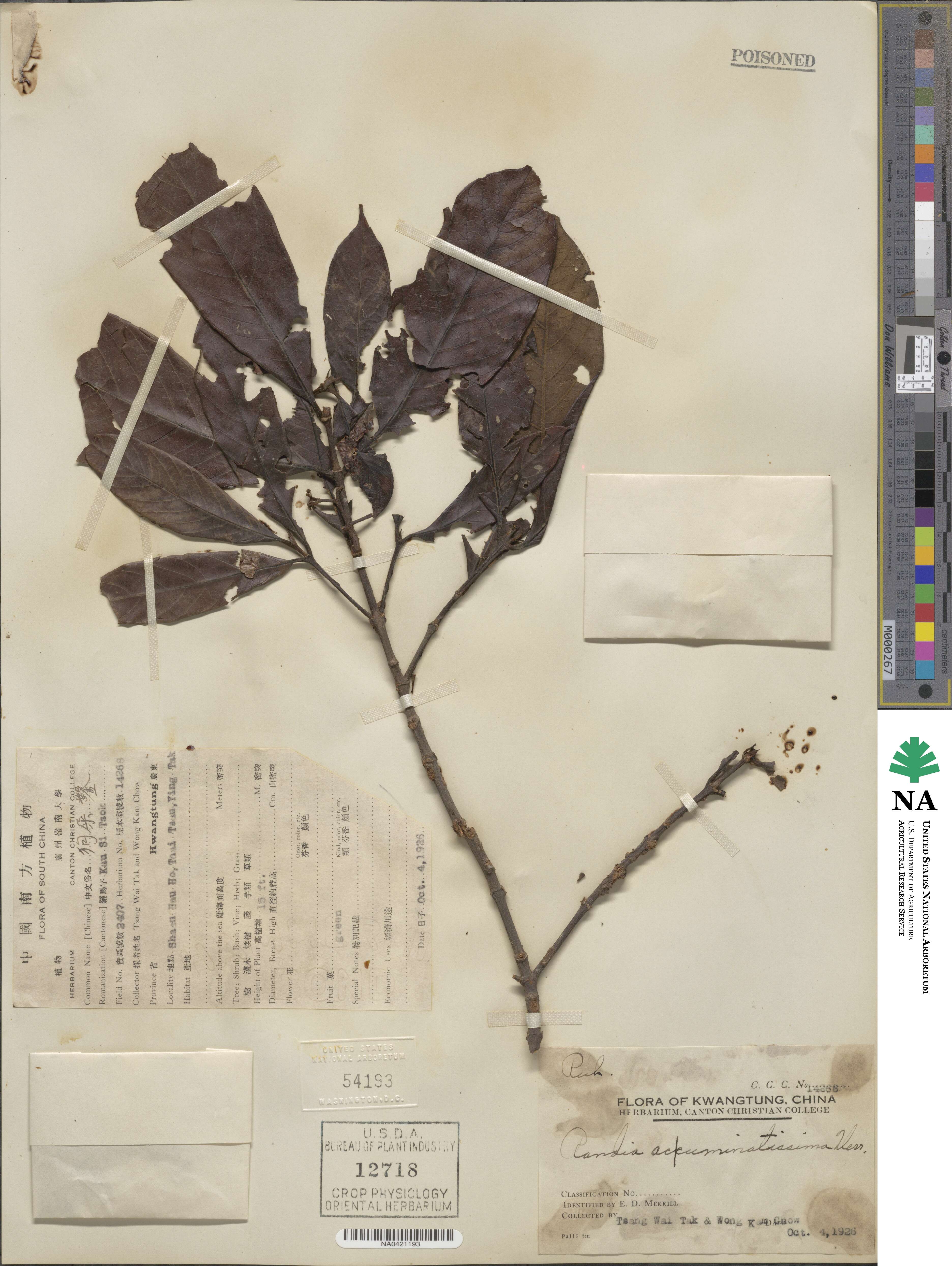 Aidia pycnantha image