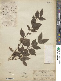 Benkara scandens image