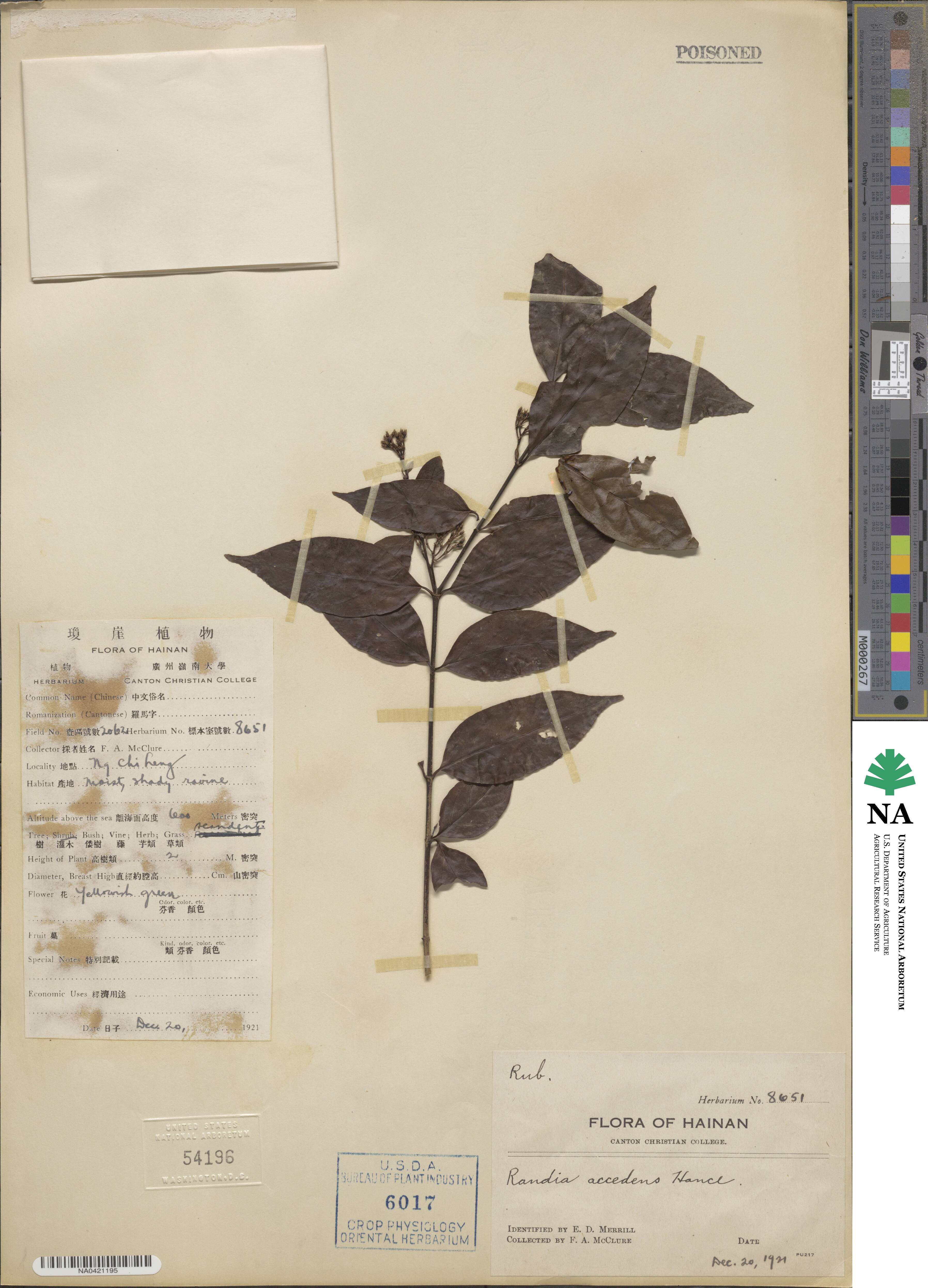 Benkara scandens image