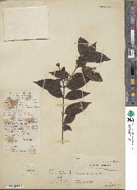 Benkara scandens image