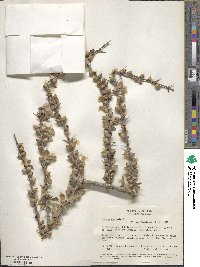 Randia aculeata image