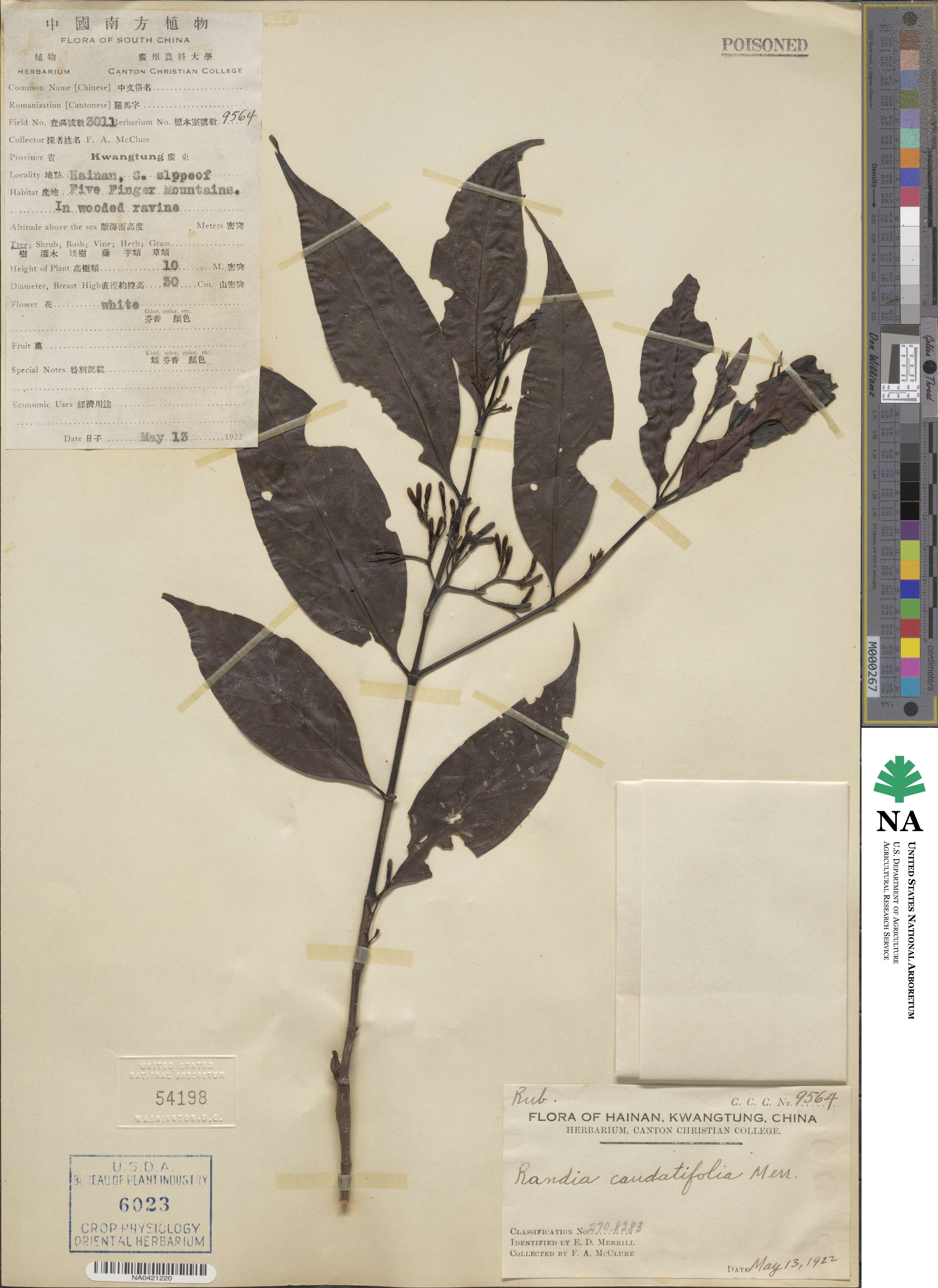 Randia caudatifolia image