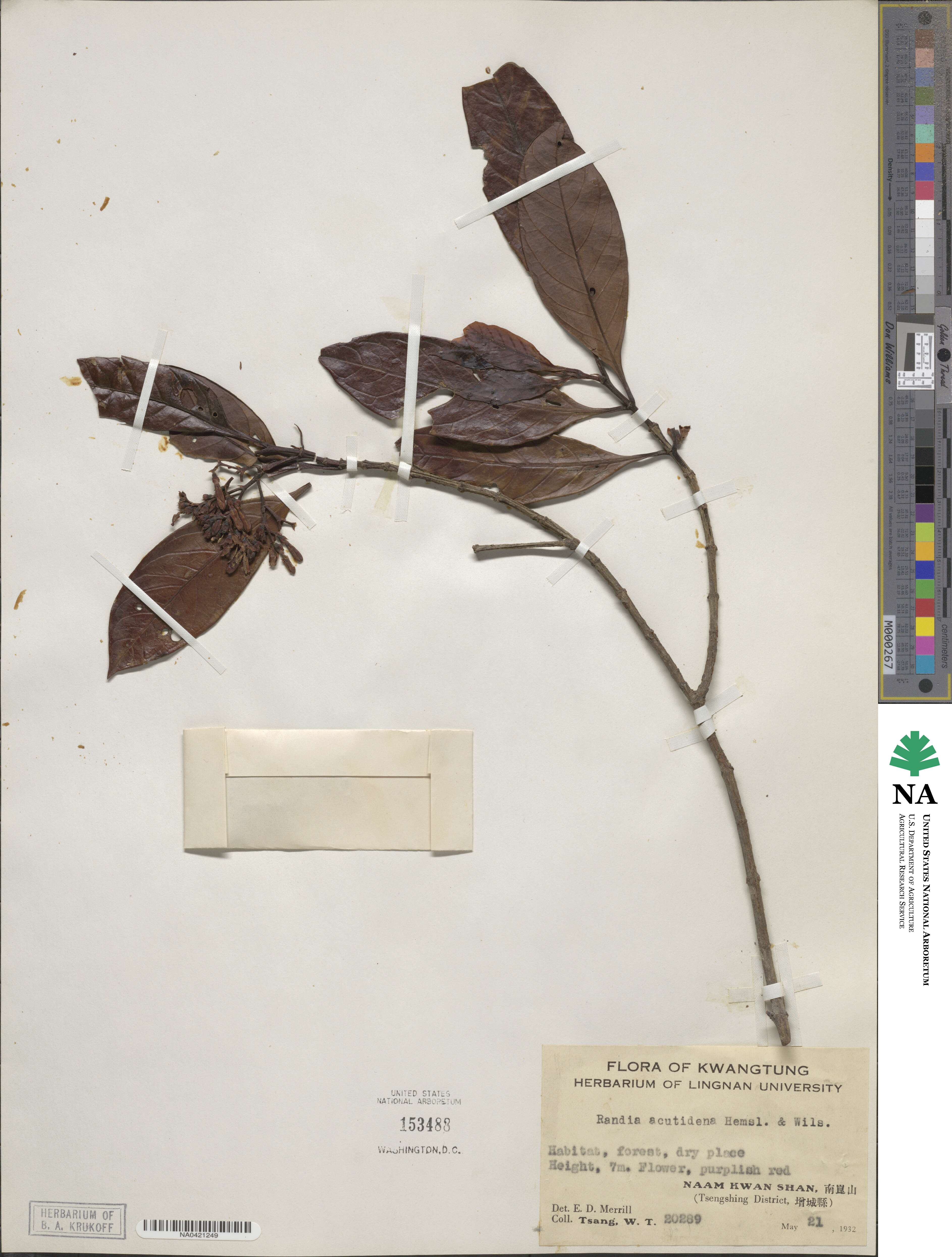 Aidia henryi image