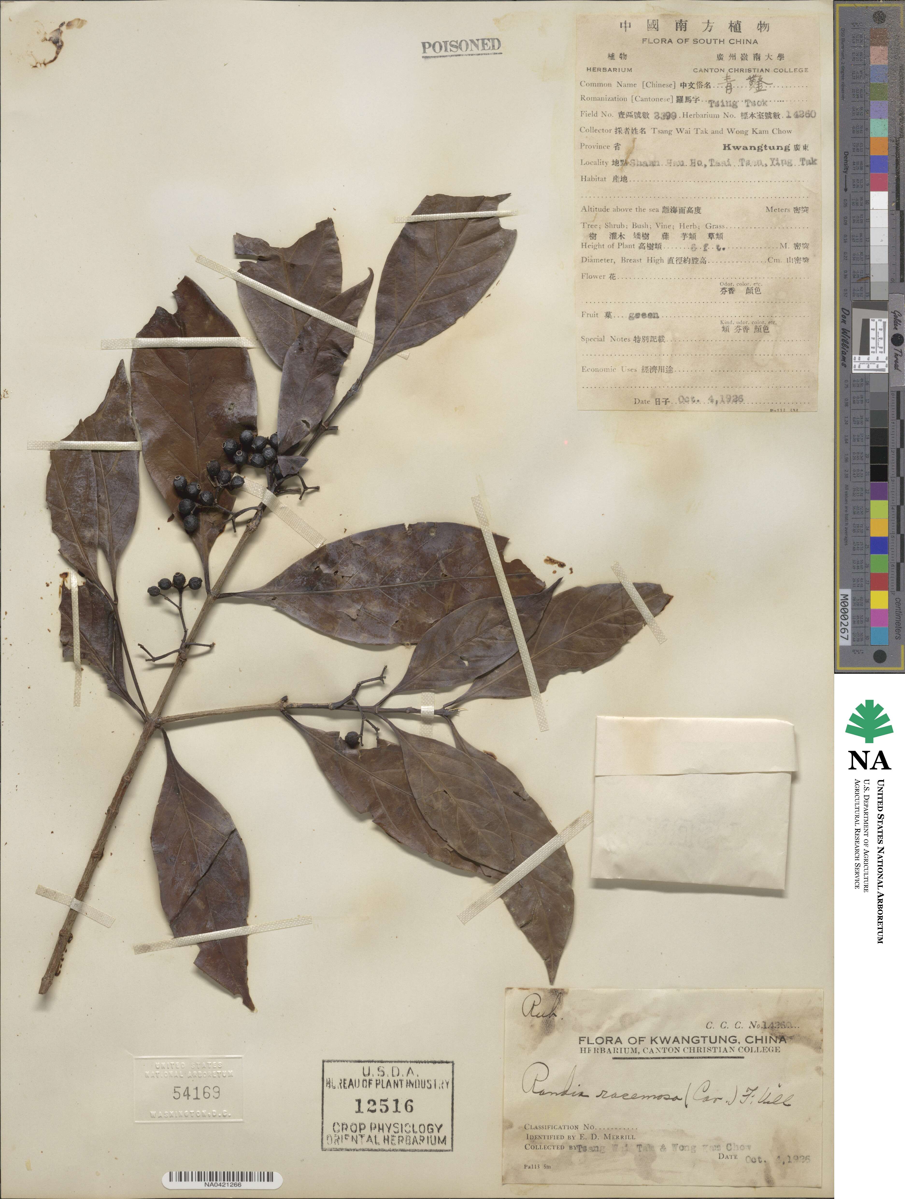 Hypobathrum racemosum image