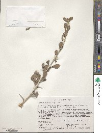 Image of Catunaregam nilotica