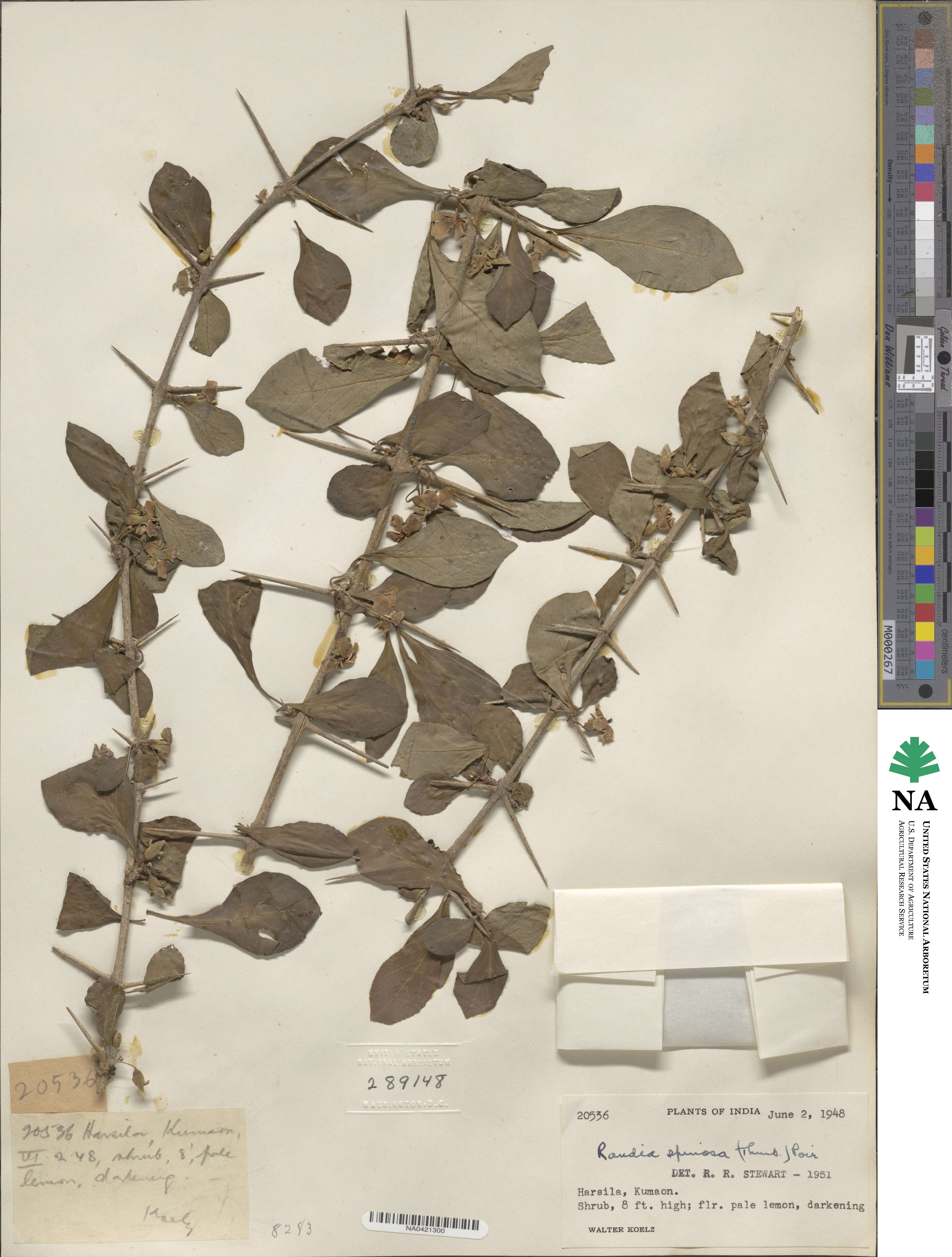 Randia spinosa image