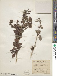 Rosenbergiodendron formosum image