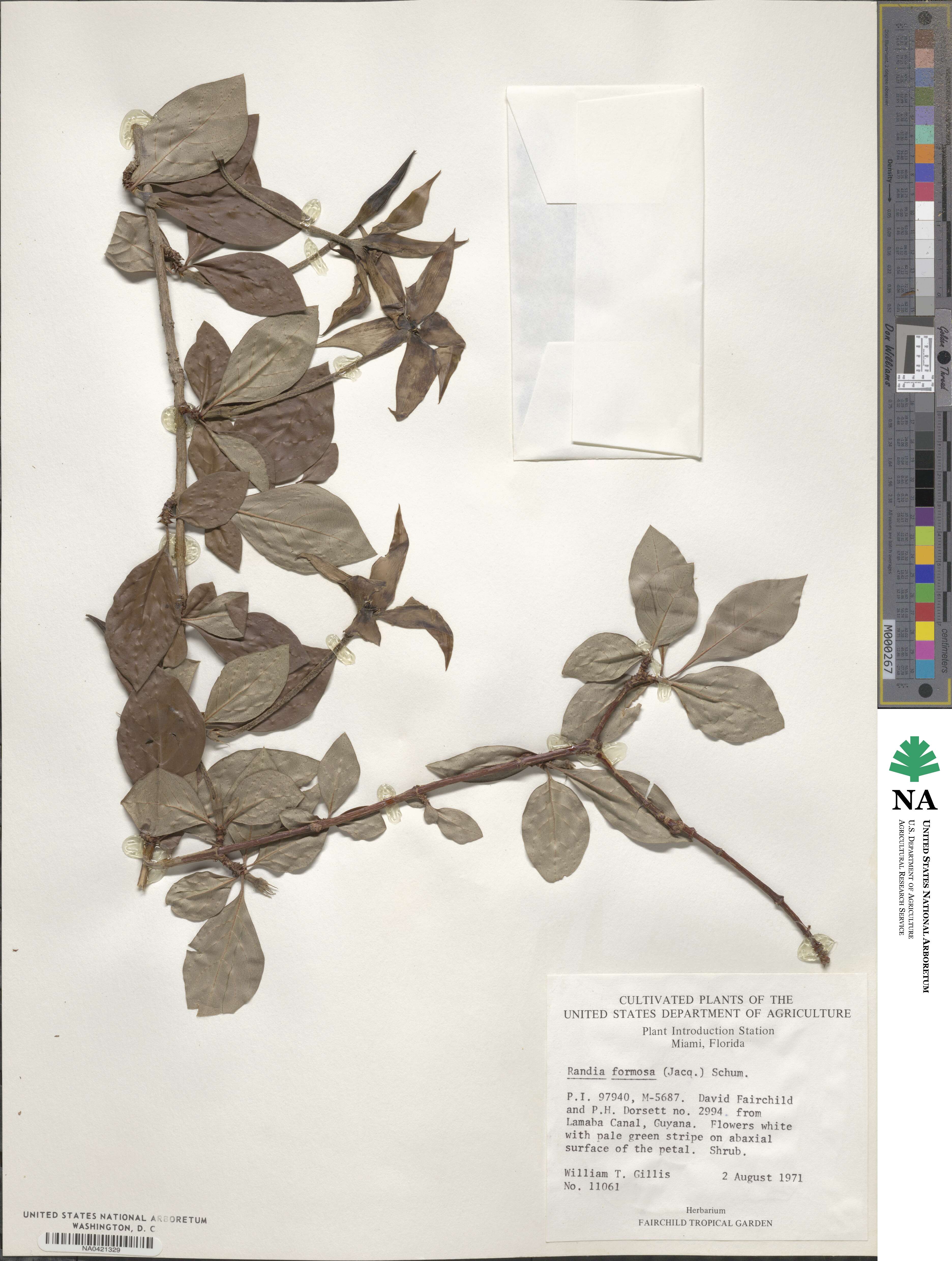 Rosenbergiodendron formosum image