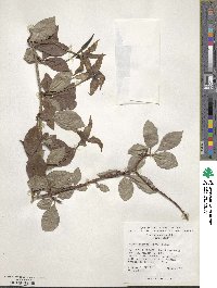 Rosenbergiodendron formosum image