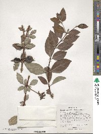 Rosenbergiodendron formosum image