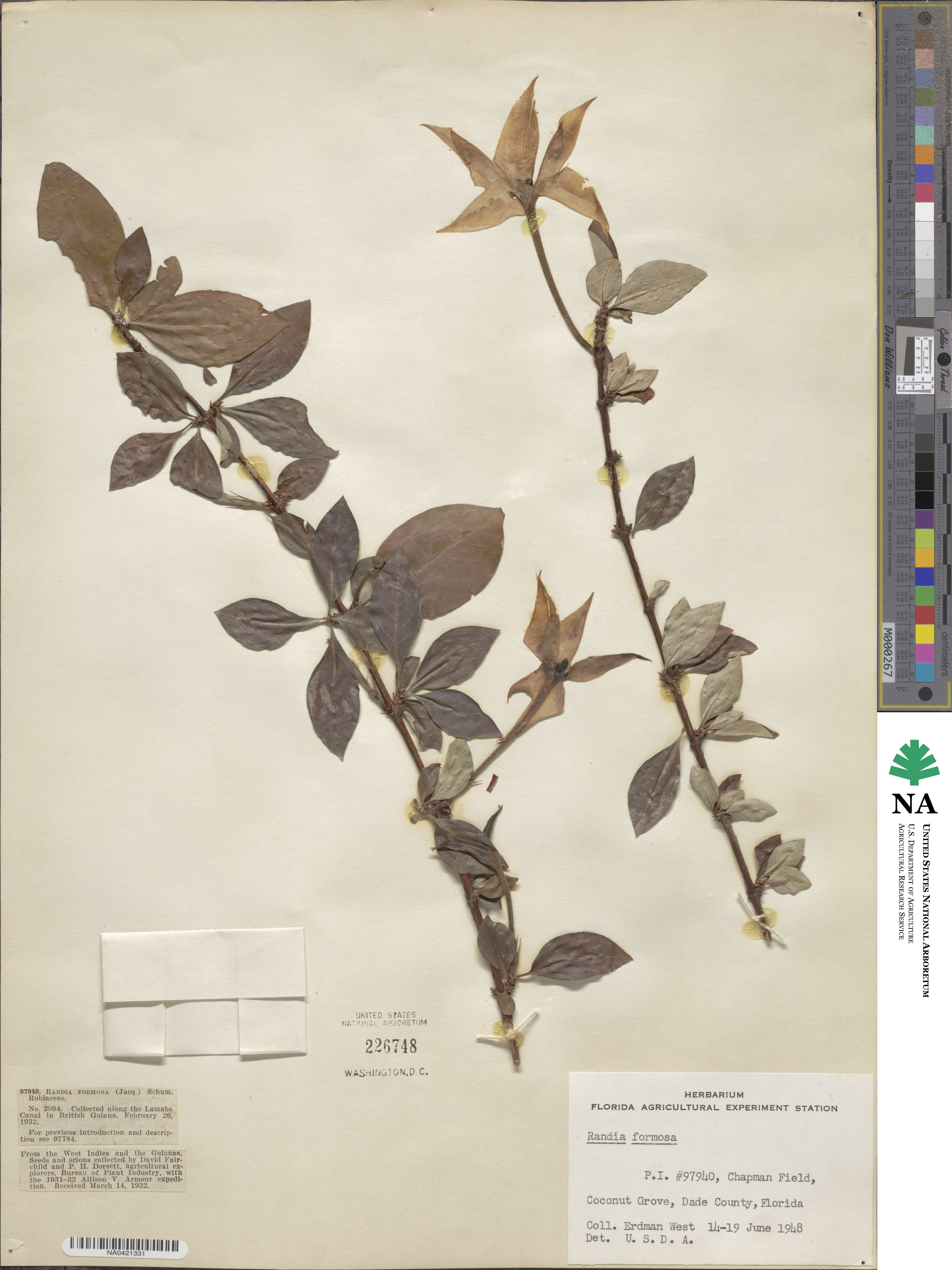 Rosenbergiodendron formosum image