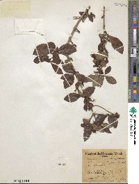 Rosenbergiodendron formosum image