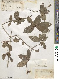 Rosenbergiodendron formosum image