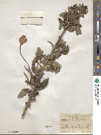 Rosenbergiodendron formosum image