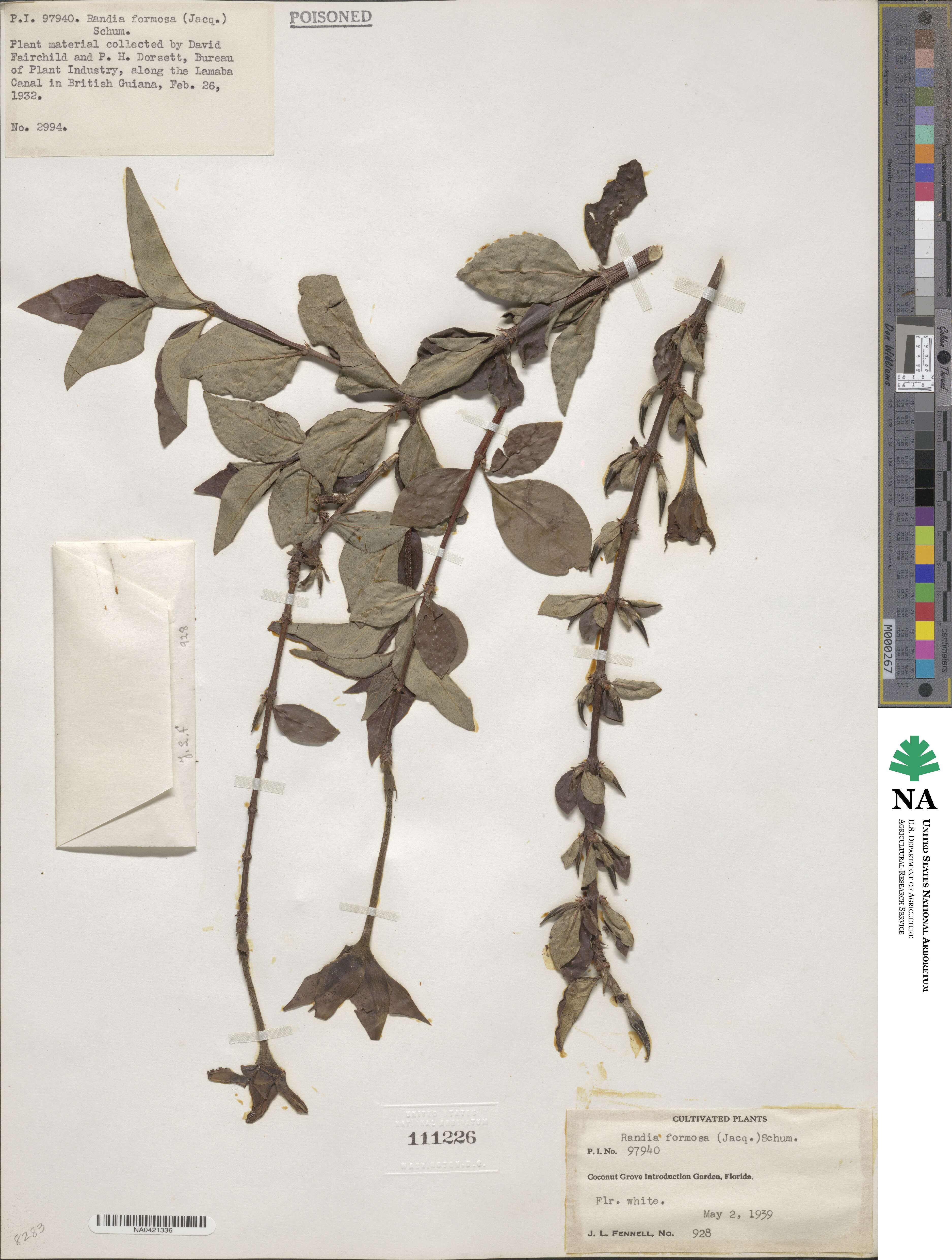 Rosenbergiodendron formosum image