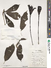 Image of Euclinia longiflora