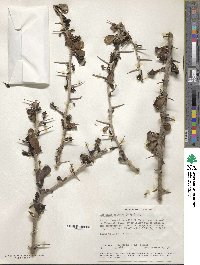 Catunaregam nilotica image