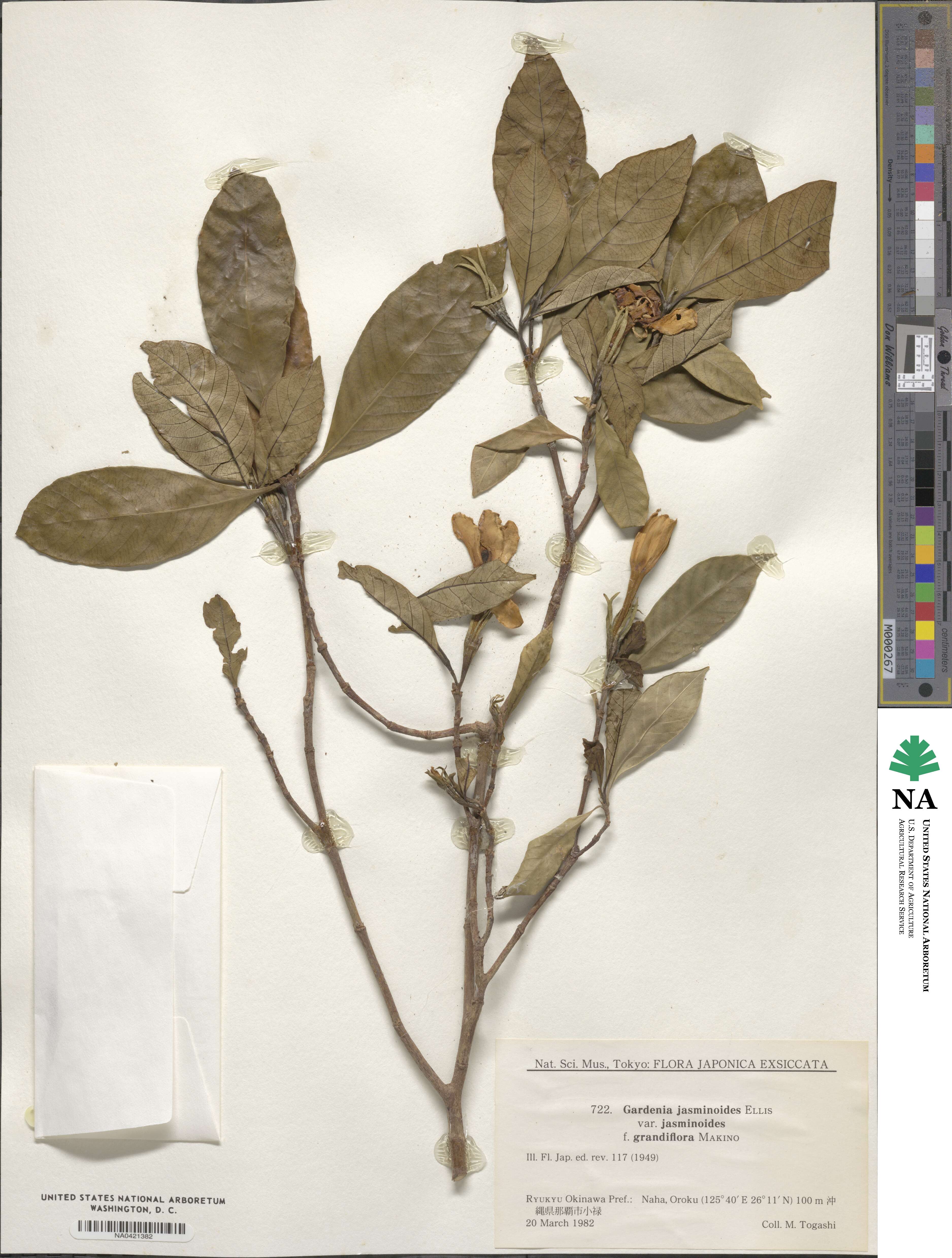 Gardenia jasminoides image