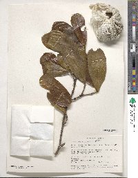 Image of Gardenia obtusifolia