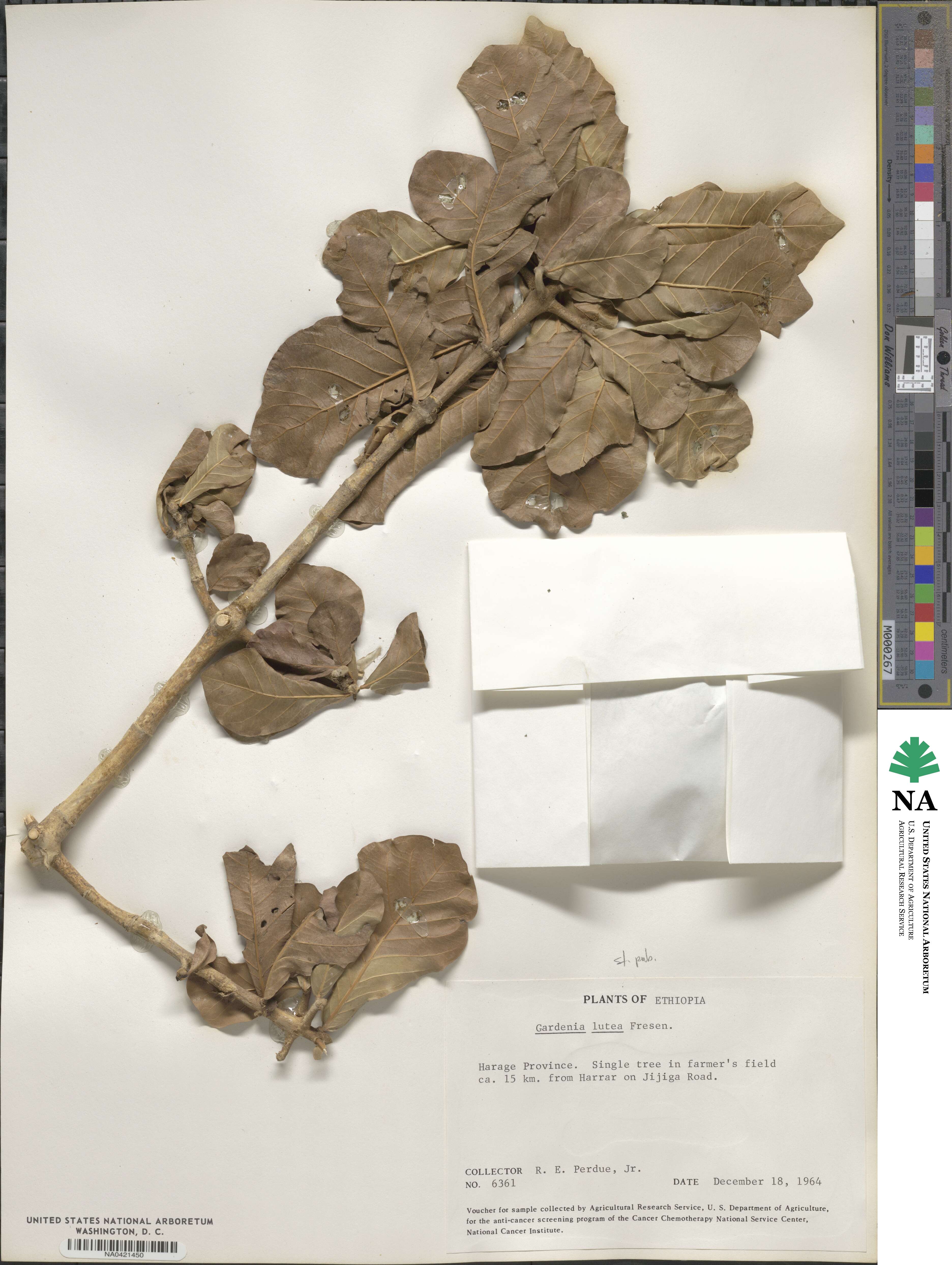 Gardenia ternifolia subsp. jovis-tonantis image