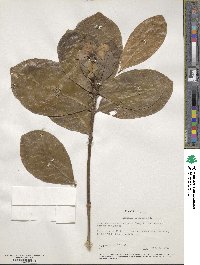 Image of Gardenia taitensis