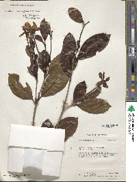 Image of Gardenia lamingtonii