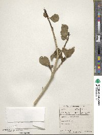 Image of Gardenia thunbergii