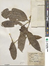 Posoqueria latifolia image