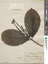 Posoqueria latifolia image