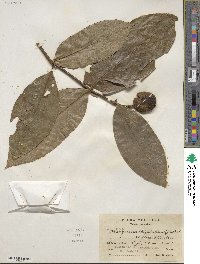 Posoqueria latifolia image